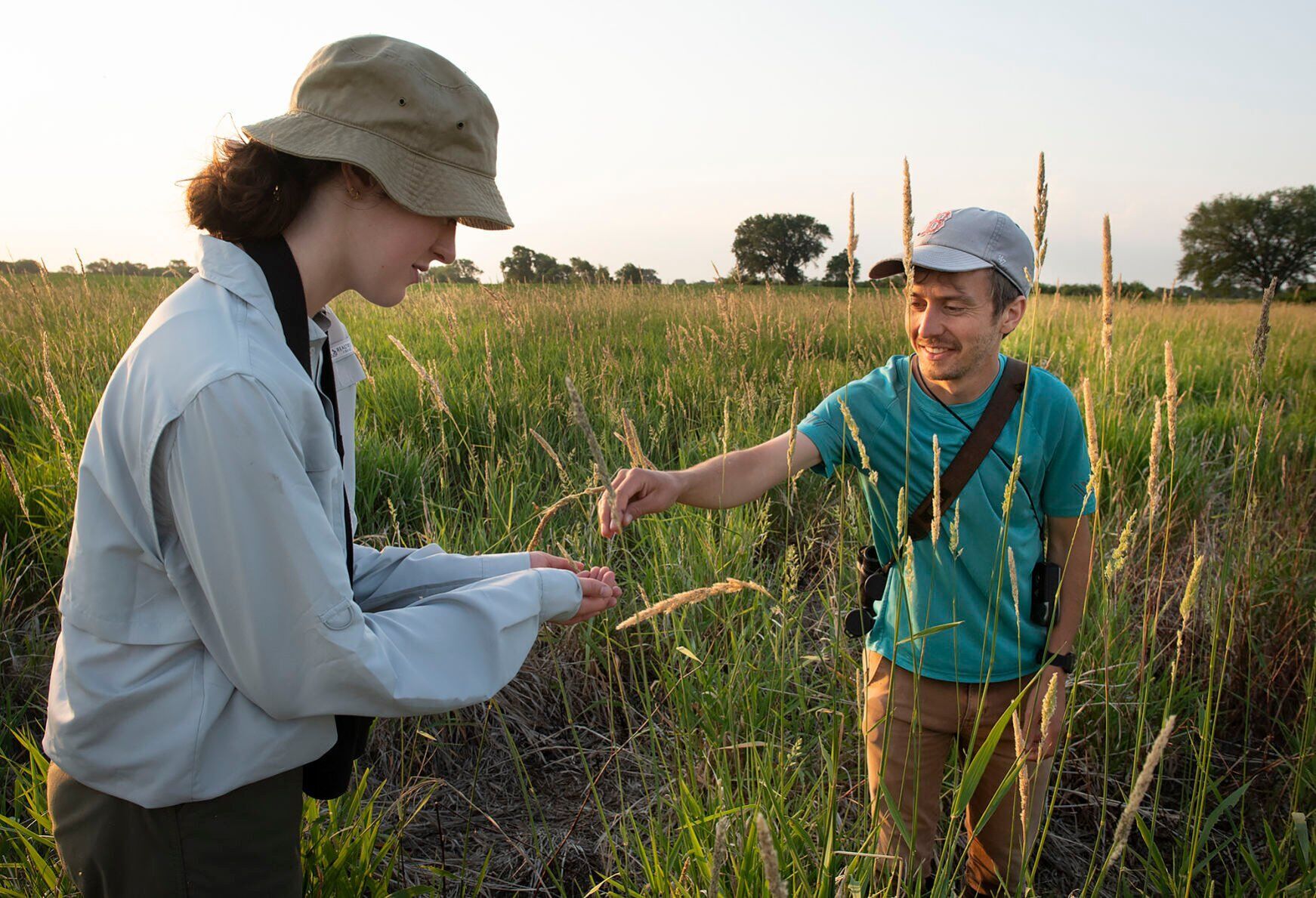 Red-winged blackbird research